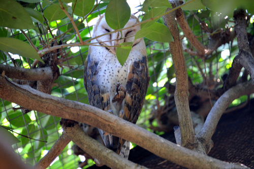 World of Birds Wildlife Sanctuary.